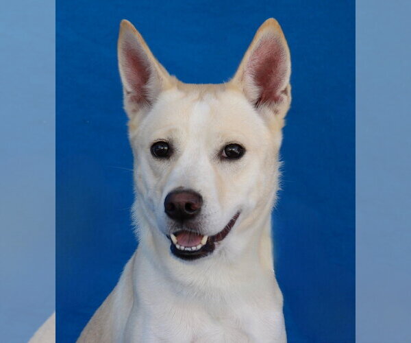 Medium Photo #1 Siberian Husky-Unknown Mix Puppy For Sale in Pasadena, CA, USA
