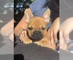 Image preview for Ad Listing. Nickname: Bruno