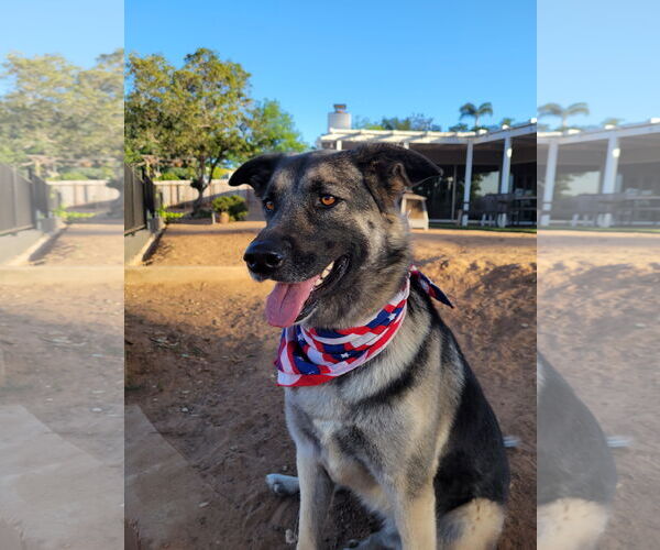 Medium Photo #4 German Shepherd Dog-Unknown Mix Puppy For Sale in San Diego, CA, USA