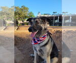 Small #3 German Shepherd Dog Mix