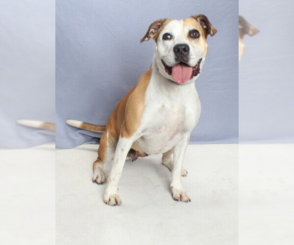 Medium Photo #2 Mutt Puppy For Sale in Burbank, CA, USA