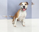 Small #1 Mutt