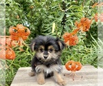 Small #4 Morkie