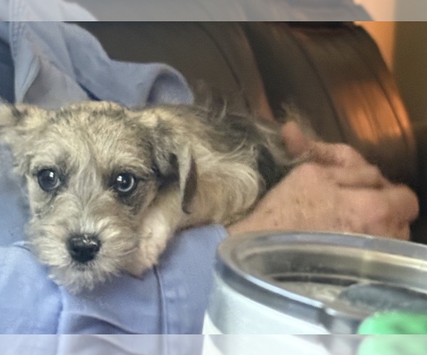 Medium Photo #10 Schnoodle (Miniature) Puppy For Sale in DINWIDDIE, VA, USA