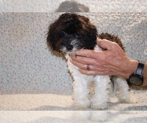 Goldendoodle (Miniature) Puppy for sale in DYERSBURG, TN, USA