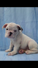 Bulldog Puppy for sale in RICHMOND, VA, USA