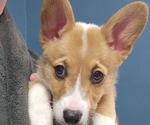Puppy Ein Pembroke Welsh Corgi