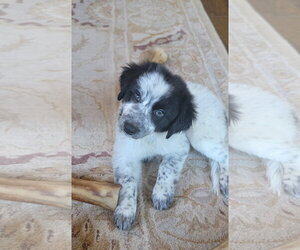 Chloe - Female Australian Shepherd Dog for Adoption - Photo #3