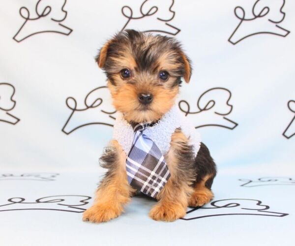 Medium Photo #43 Yorkshire Terrier Puppy For Sale in LAS VEGAS, NV, USA