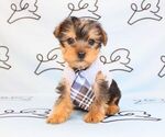 Small Photo #43 Yorkshire Terrier Puppy For Sale in LAS VEGAS, NV, USA
