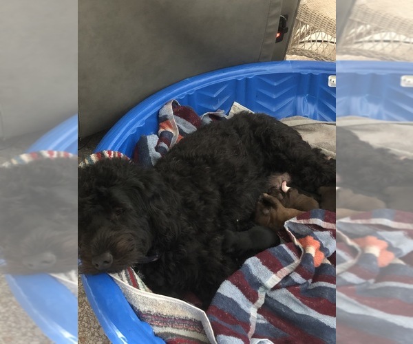 Medium Photo #1 Poodle (Miniature)-Portuguese Water Dog Mix Puppy For Sale in ARCADIA, FL, USA