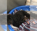 Small Photo #1 Poodle (Miniature)-Portuguese Water Dog Mix Puppy For Sale in ARCADIA, FL, USA