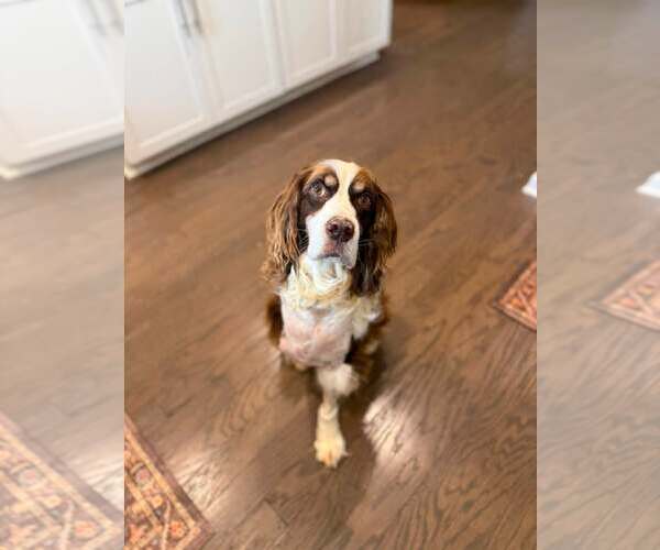 Medium Photo #3 Mutt Puppy For Sale in Greenville, SC, USA