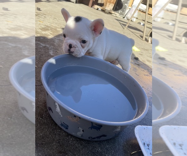 Medium Photo #23 French Bulldog Puppy For Sale in ARLETA, CA, USA