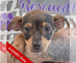 Jack Russell Terrier-Unknown Mix Dogs for adoption in Huntley, IL, USA