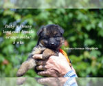 Small #1 German Shepherd Dog