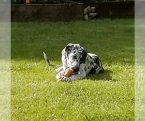 Great Dane Puppy for sale in YELM, WA, USA
