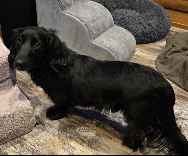 Medium Photo #1 Dachshund Puppy For Sale in Sioux Falls, SD, USA