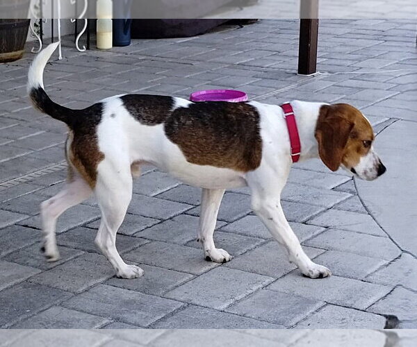 Medium Photo #7 Beagle Puppy For Sale in Dunnellon, FL, USA