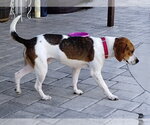 Small #6 Beagle