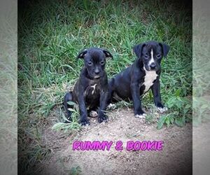 Boston Terrier-Great Dane Mix Puppy for sale in PHILADELPHIA, TN, USA