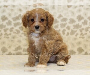 Cavapoo Puppy for sale in DENVER, PA, USA