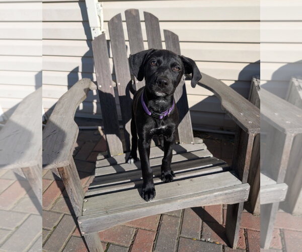 Medium Photo #2 Labrador Retriever-Unknown Mix Puppy For Sale in SHERBURNE, NY, USA