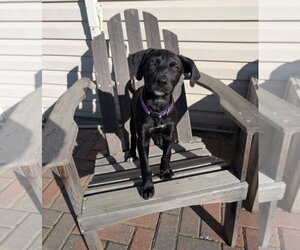 Luna (NY-Danielle) - Female Labrador Retriever-Unknown Mix Dog for Adoption - Photo #2