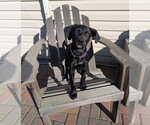 Small Photo #2 Labrador Retriever-Unknown Mix Puppy For Sale in SHERBURNE, NY, USA