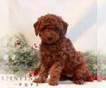 Small #2 Goldendoodle (Miniature)