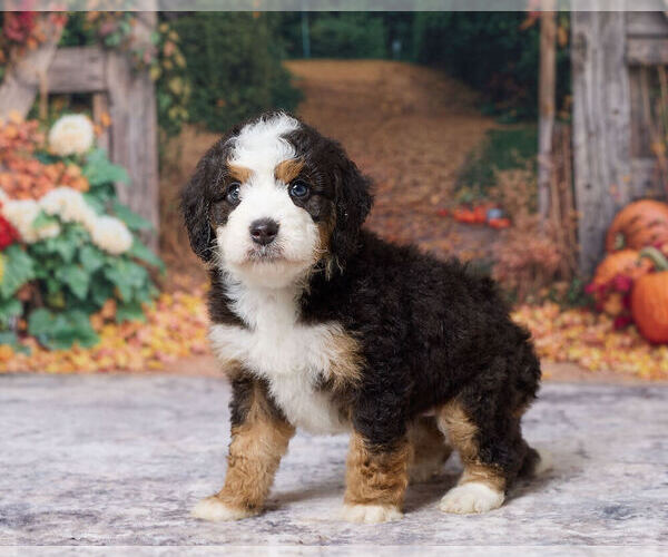 Medium Photo #5 Bernedoodle (Miniature) Puppy For Sale in DUNDEE, OH, USA