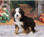 Keanu - Male Bernedoodle (Miniature) Puppy for Sale - Photo #5