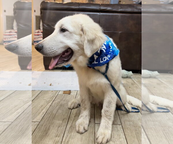 Medium Photo #12 Great Pyrenees Puppy For Sale in Spring, TX, USA