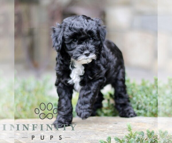Medium Photo #5 Cavapoo (Miniature) Puppy For Sale in KINZERS, PA, USA