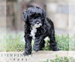 Small #4 Cavapoo (Miniature)