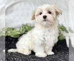 Small Photo #7 Maltese Puppy For Sale in ROCK STREAM, NY, USA