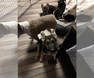 German Shepherd Dog Puppy for sale in SACRAMENTO, CA, USA