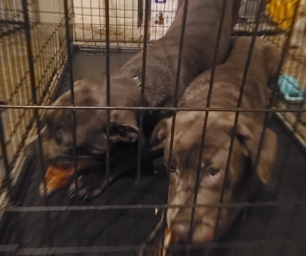 Medium Photo #2 Cane Corso Puppy For Sale in GREENFIELD, IN, USA