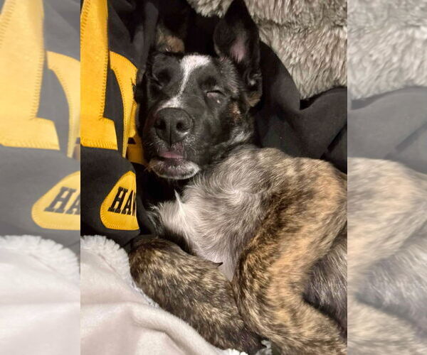 Medium Photo #2 Border Collie-Siberian Husky Mix Puppy For Sale in GILBERTS, IL, USA