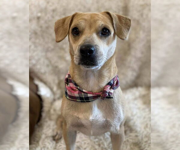 Medium Photo #2 Mutt Puppy For Sale in Oakhurst, NJ, USA