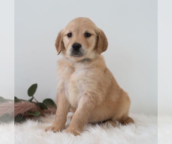 Medium Photo #6 Golden Retriever Puppy For Sale in NEWPORT, PA, USA