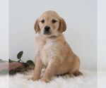 Small #5 Golden Retriever