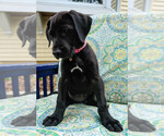 Small Photo #3 Great Dane Puppy For Sale in DOWNERS GROVE, IL, USA