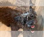 Small Cairn Terrier Mix