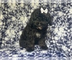 Small #6 ShihPoo