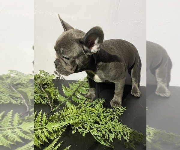 Medium Photo #10 Faux Frenchbo Bulldog Puppy For Sale in LIVERMORE, CA, USA
