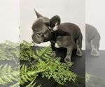 Small #4 Faux Frenchbo Bulldog