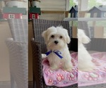 Small Photo #3 Maltese Puppy For Sale in RALEIGH, NC, USA