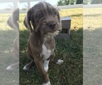Small Photo #1 Neapolitan Mastiff-Poodle (Miniature) Mix Puppy For Sale in GOSHEN, IN, USA