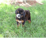 Small #2 Bernedoodle (Miniature)-Saint Berdoodle Mix